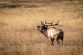 Colorado Bull Elk Bugling Royalty Free Stock Photo