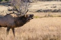 Colorado Bull Elk Bugling in the Meadow Royalty Free Stock Photo