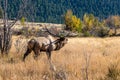 Colorado Bull Elk Bugling in the Meadow Royalty Free Stock Photo