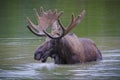 Moose in the Colorado Rocky Mountains. Bull Moose in a mountain lake Royalty Free Stock Photo