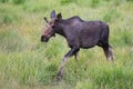 Young Bull Moose in the Colorado Rocky Mountains Royalty Free Stock Photo
