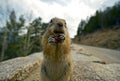 Colorado Chipmunk