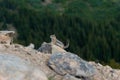 Colorado chipmunk on the rock bith blurred background of greenery and rock