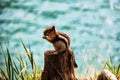 A Colorado chipmunk sits on a stump and nibbles nuts