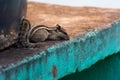 Colorado chipmunk on a weathered wall