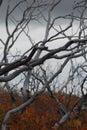 Colorado- Close Up of Stark Bare Trees on Mesa Verde in the Autumn