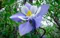 Colorado Columbine