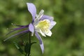 Colorado Columbine (aquilegia caerulea)