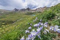 Colorado Columbine Flower on Ice Lake Trail Royalty Free Stock Photo