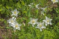 Colorado Columbine in a Mountain Meadow Royalty Free Stock Photo