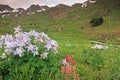 Colorado Columbines