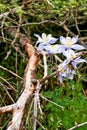 Colorado Columbines in Spring #2 Royalty Free Stock Photo