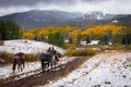 Colorado Cowboys of Autumn Royalty Free Stock Photo