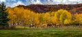 Horses on a colorado farm in fall