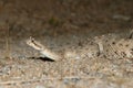 Colorado Desert Sidewinder