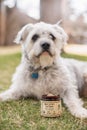 Colorado Dog Enjoying CBD Treats Royalty Free Stock Photo