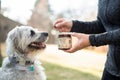 Colorado Dog Enjoying CBD Treats