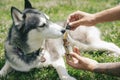 Colorado Dog Enjoying CBD Treats Royalty Free Stock Photo