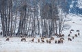 Colorado Elk Herd in Winter Royalty Free Stock Photo