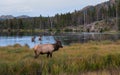 Colorado Elk in Late Autumn Royalty Free Stock Photo