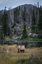 Colorado Elk in Late Autumn Royalty Free Stock Photo