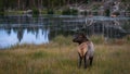 Colorado Elk in Late Autumn Royalty Free Stock Photo