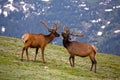 Colorado Elks Royalty Free Stock Photo