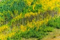 Colorado Fall Foliage Conundrum Hot Springs Trail Royalty Free Stock Photo