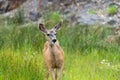 Colorado female mule deer eating and chewing grass in a meadow Royalty Free Stock Photo