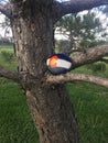 Colorado Flag painted on a rock Royalty Free Stock Photo