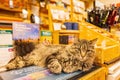 Close up shot of a cute cat laying in Bent`s Old Fort National Historic Site