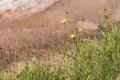 Colorado lupine mountain wildflowers background