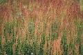 Colorado lupine mountain wildflowers background