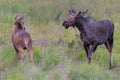 Young Bull Moose Approaching a Calf. Moose in the Colorado Rocky Mountains Royalty Free Stock Photo