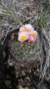 Colorado mountain cactus in bloom. Royalty Free Stock Photo