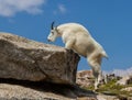 A Colorado Mountain Goat Oreamnos americanus nimbly climbs tow