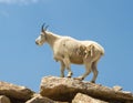 Colorado Mountain Goat Oreamnos americanus Shedding Its Winte
