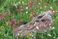 Colorado Mountain Wildflowers Royalty Free Stock Photo