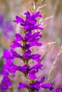 Colorado Mountain Wildflowers Royalty Free Stock Photo