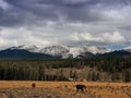 Colorado Mountains and horses Royalty Free Stock Photo