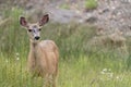 Colorado Mule deer in a meadow, looking at camera Royalty Free Stock Photo