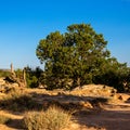 Large Pinyon Pine grows on a wide stone shelf at the edge of Cold Shivers Point in Colorado National Monument