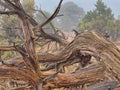 Ancient Juniper Tree on a Foggy Morning Royalty Free Stock Photo