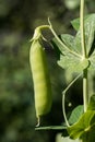 Colorado Organic Pea Pod Ready for Picking. Royalty Free Stock Photo