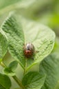 Colorado potato beetle