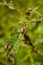 Colorado potato beetle