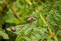 Colorado potato beetle