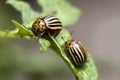 The Colorado potato beetle Royalty Free Stock Photo