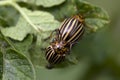 The Colorado potato beetle Royalty Free Stock Photo