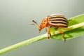 Colorado potato beetle crawling on a plant.